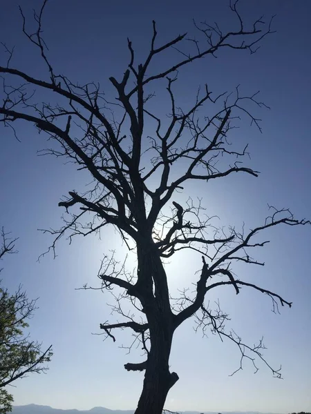 Дерево Солнце Небо Природа — стоковое фото