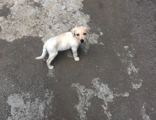 Hund Gatan Valp — Stockfoto