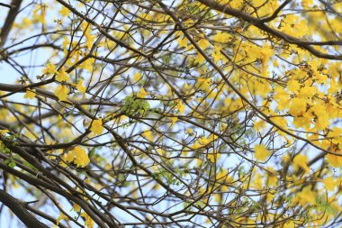 Sarı trompet ağaç veya ağaç altın ve tropikal ülkelerde denilen Paraguaylı sarı trompet ağaç Tayland Bahçe yılında Blossoming.