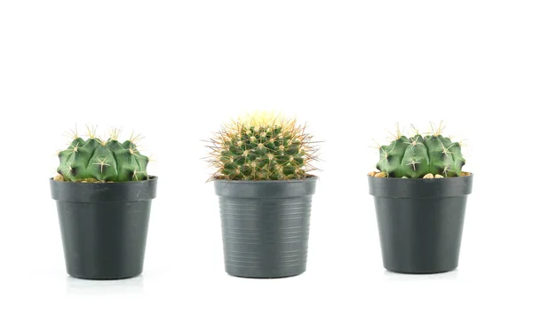 Fresh Green Cactus Plastic Flower Pots Collection Set Isolated White — Stock Photo, Image