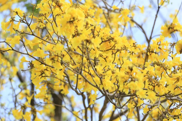 Gele Trompet Boom Boom Van Goud Tropische Landen Genoemd Paraguayaanse — Stockfoto