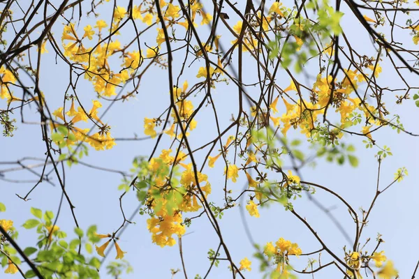 Gele Trompet Boom Boom Van Goud Tropische Landen Genoemd Paraguayaanse — Stockfoto