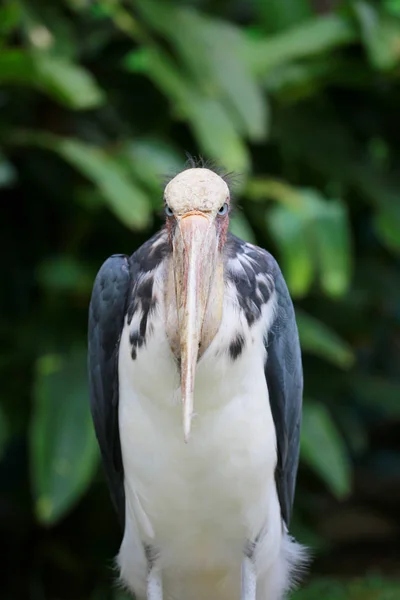 Kleiner Adjutant Storch Der Tropen Vogel Der Natur — Stockfoto