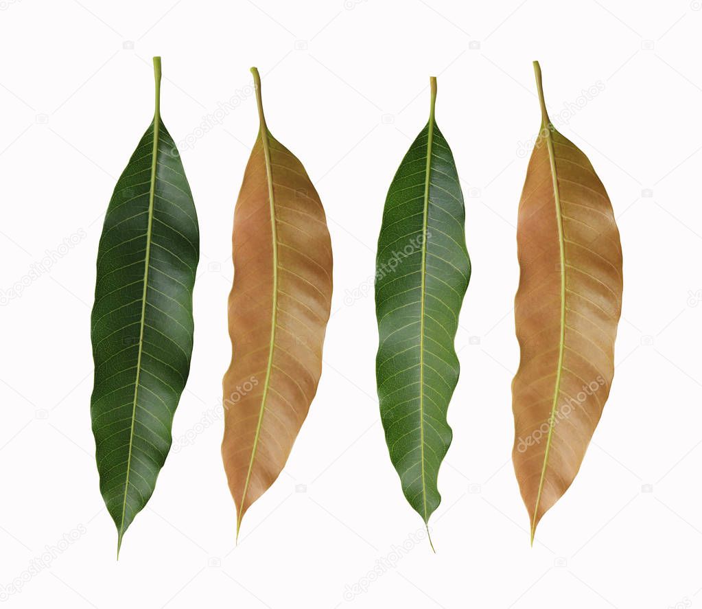 Green and brown Leaves of mango trees isolated on white background and have clipping paths for easy to use design.