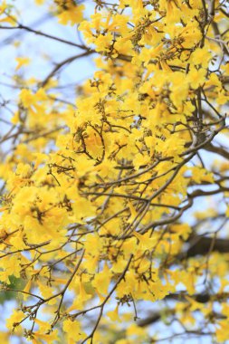Sarı trompet ağaç veya ağaç altın ve tropikal ülkelerde denilen Paraguaylı sarı trompet ağaç Tayland Bahçe yılında Blossoming.