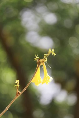 Sarı çiçekler açar sarı trompet ağaç veya Paraguaylı trompet ağaç bahar bahçe içinde odak.