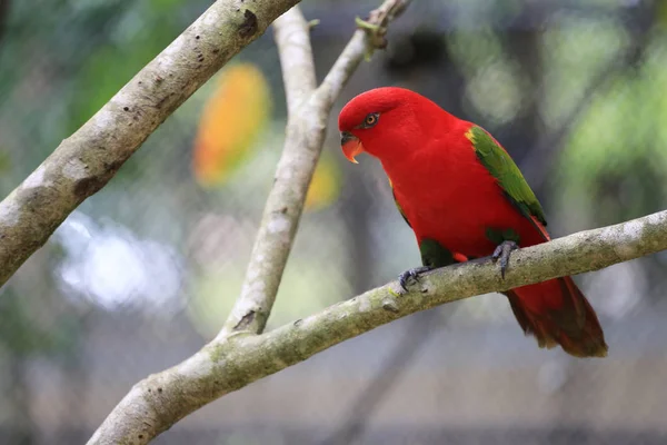 Red macore bird on branches of tropical trees in the jungle,Wildlife is rare and endangered.