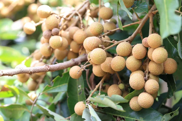 Tayland tatlı tadı meyve Bahçe, tropikal meyve ağacı üzerinde taze Longan.