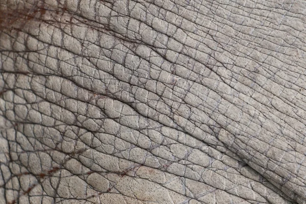 Elefánt Bőr Bőr Háttér Tervezés Munka Fogalom Textúra Felületének — Stock Fotó