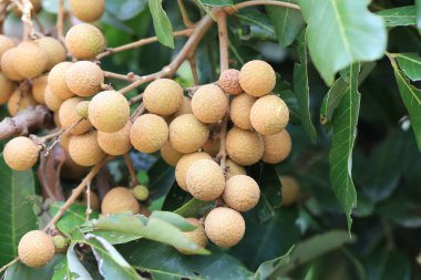 Tayland tatlı tadı meyve Bahçe, tropikal meyve ağacı üzerinde taze Longan.