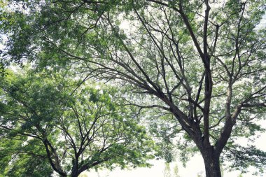 Büyük ağaç bahçe tasarımı, iş doğa kavram için altında göster.