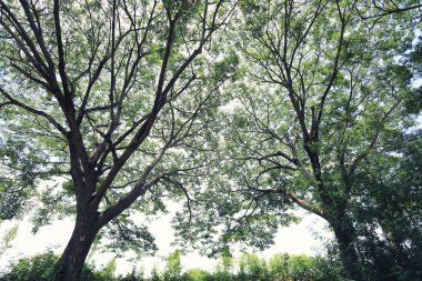 Büyük ağaç bahçe tasarımı, iş doğa kavram için altında göster.