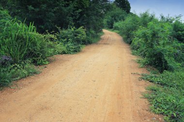 Gündüz sırasında her iki tarafta ağaçları ile kırsal yol.