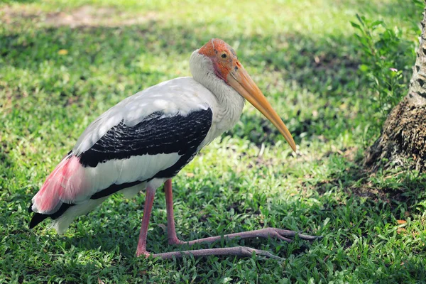 Gemalter Storch Tropischer Vögel Sitzt Auf Rasen Garten — Stockfoto