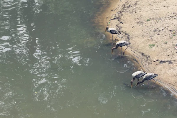 Cicogna Dipinta Uccelli Tropicali Alla Ricerca Cibo Lungo Fiume — Foto Stock