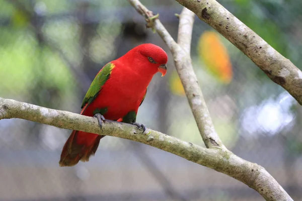 Red Macore Bird Branches Tropical Trees Jungle Wildlife Rare Endangered — Stock Photo, Image