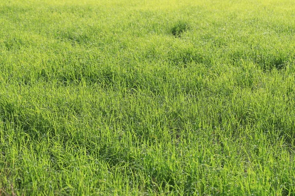 Rice Plant Growing Field Design Your Work Nature Foods Concept — Stock Photo, Image