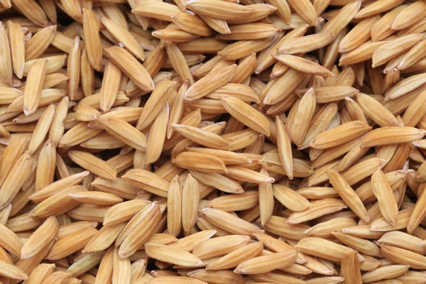 Pirinç Arka Plan Için Senin Gıdalar Kavramı Tasarımında Paddy Kurutulmuş — Stok fotoğraf