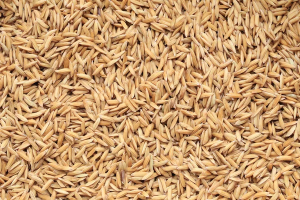 Pirinç Arka Plan Için Senin Gıdalar Kavramı Tasarımında Paddy Kurutulmuş — Stok fotoğraf