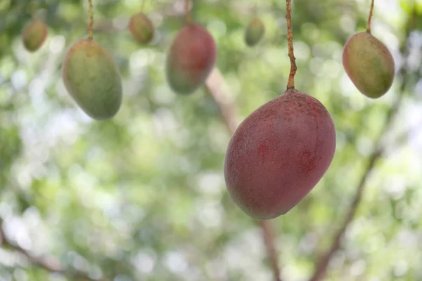 Čerstvé Tropické Mango Strom Zahradní Ovoce Letní Plody Thajska — Stock fotografie