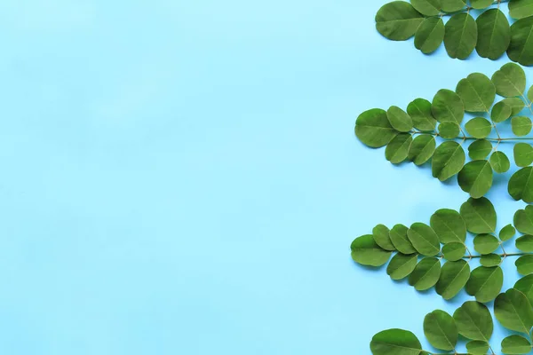 Hoja Verde Tropical Sobre Fondo Azul Tiene Espacio Copia Para — Foto de Stock