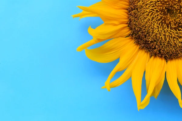 Zonnebloemen Zijn Bloeien Blauwe Achtergrond Kopie Ruimte Voor Design Werk — Stockfoto