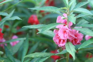 Pembe bahçe Balsam veya ağaç üzerinde Rose Balsam bahçede çiçek açan.