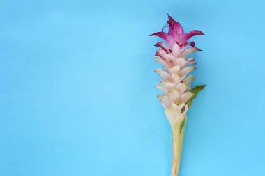 Krachai çiçek veya Curcuma sparganifolia Gagnep çiçek mavi arka plan ve tasarımınız için kopya alanı var.