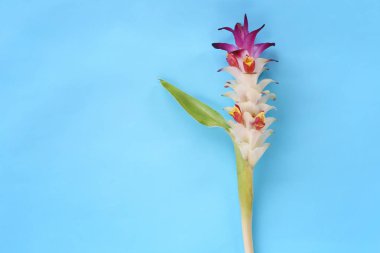 Krachai çiçek veya Curcuma sparganifolia Gagnep çiçek mavi arka plan ve tasarımınız için kopya alanı var.