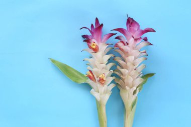 Krachai çiçek veya Curcuma sparganifolia Gagnep çiçek mavi arka plan ve tasarımınız için kopya alanı var.