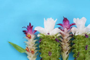 Krachai çiçek veya Curcuma sparganifolia Gagnep çiçek mavi arka plan ve tasarımınız için kopya alanı var.