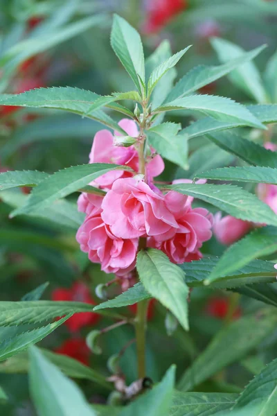 Pembe Bahçe Balsam Veya Ağaç Üzerinde Rose Balsam Bahçede Çiçek — Stok fotoğraf