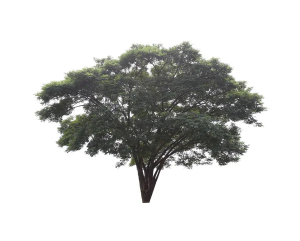 Grüne Tropische Baum Isoliert Auf Weißem Hintergrund — Stockfoto