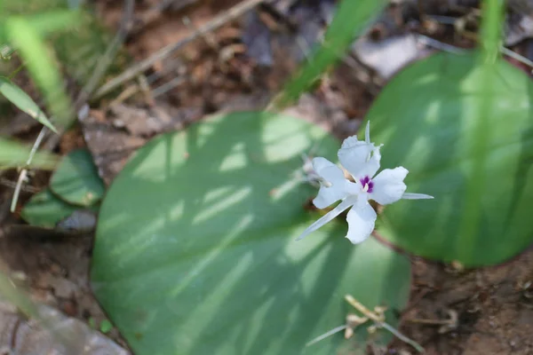 Kaempferia Galanga Aus Tropischen Blumen Die Thailändischen Wald Blühen Heilpflanzen — Stockfoto