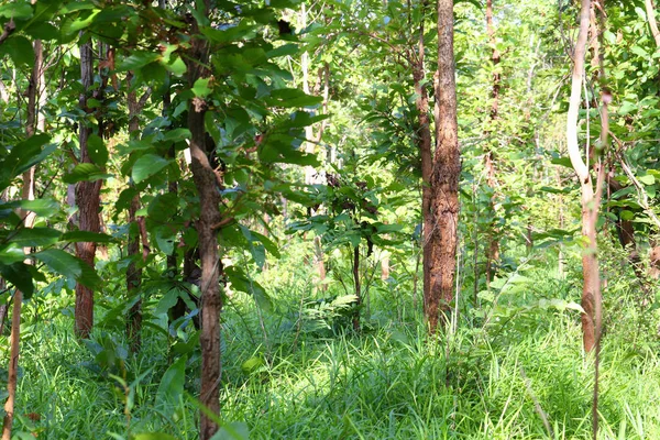 Drzewa Amazońskiej Dżungli Tajlandia Terenu Dla Projektu Przyrodzie Pracy — Zdjęcie stockowe