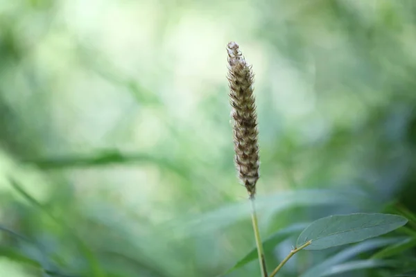 Flor Hierba Está Floreciendo Bosque Tropical Sobre Fondo Verde Claro —  Fotos de Stock