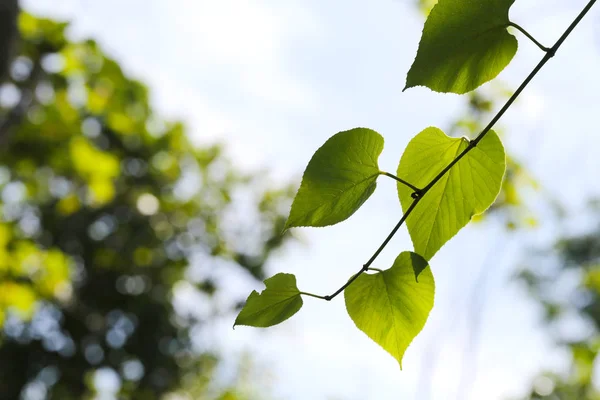 Grüne Blätter Hängen Herunter Und Das Licht Der Sonne Scheint — Stockfoto