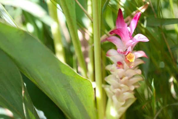 Krachai Blomma Eller Curcuma Sparganifolia Gagnep Bloom Regnskogen Färgglada Tropiska — Stockfoto