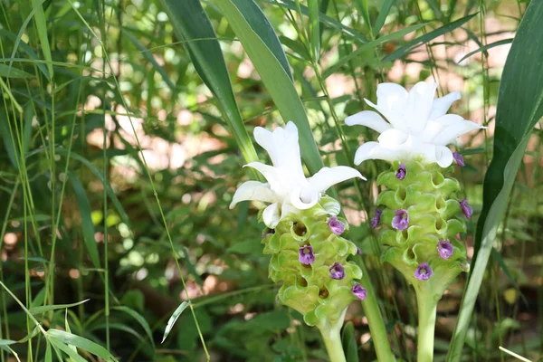 Krachai Bloem Curcuma Sparganifolia Bloeien Het Regenwoud Kleurrijke Tropische Bloemen — Stockfoto