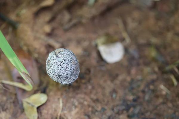 Boné Morte Negra Fresca Cogumelo Venenoso Chão Nas Florestas Tropicais — Fotografia de Stock