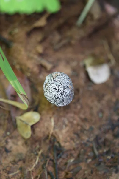 Fresh Black Death Cap Poisonous Mushroom Ground Rainforests Thailand — Stock Photo, Image