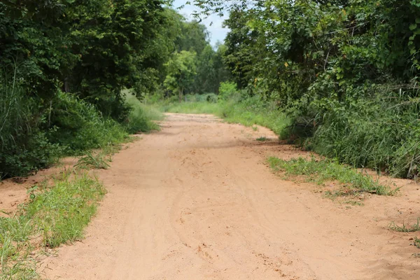 Orman Ağaçları Gündüz Sırasında Her Iki Tarafta Ile Kırsal Yol — Stok fotoğraf