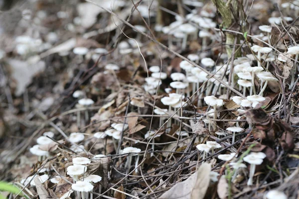 Small Termitomyces Fuliginosus Heim Vegetable Garden Ground Mushrooms Thailand Can — Stock Photo, Image