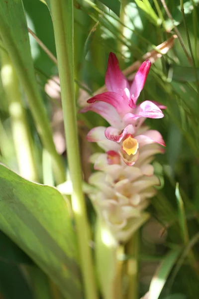 Krachai Květ Nebo Kurkumy Sparganifolia Gagnep Kvetou Deštném Pralese Barevné — Stock fotografie