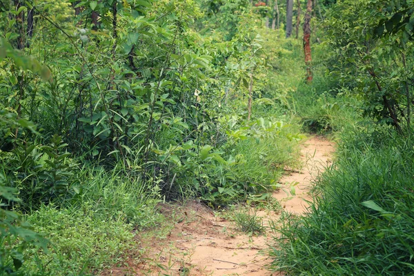 Camino Rural Bosque Con Árboles Ambos Lados Durante Día — Foto de Stock