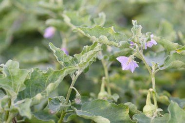 Mor patlıcan çiçek tasarımında sebze çiçek kavramı, florası için bahçedeki ağaç üzerinde Tay baharat.