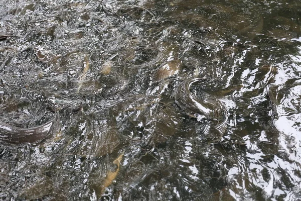 Massas Peixe Gato Lagoa Uma Corrida Para Alimentar — Fotografia de Stock