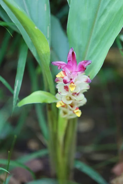Krachai Blume Oder Curcuma Sparganifolia Gagnep Blühen Regenwald Bunte Tropische — Stockfoto