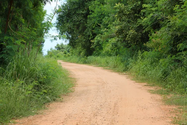 Orman Ağaçları Gündüz Sırasında Her Iki Tarafta Ile Kırsal Yol — Stok fotoğraf