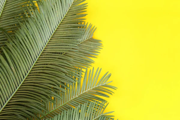 Freshness green leaves of wild palm on yellow paper background and have copy space for your design in your work.